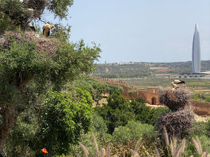 the view from Chellah in Rabat