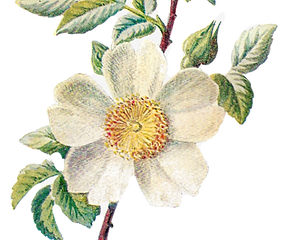 316-3165214_these-two-antique-flower-artwork-illustrations-can-wild_edited_edited.png
