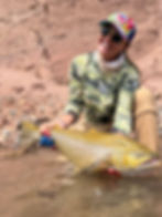 BROWN TROUT