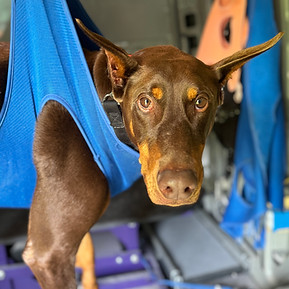 SpawtOn Mobile Pet Care Services