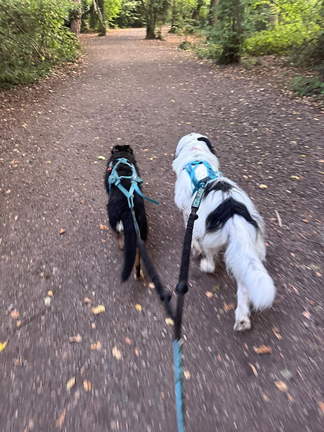 2 dogs walking