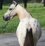Iles Appy Class, jument Appaloosa miniature du Loosa-Ranch