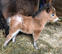 Loosa-Ranch Love Malibu pouliche appaloosa miniature née au Loosa-Ranch en 2018