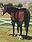 Strawfly Special, cheval Quarter Horse
