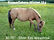 Risquefishers Winter cheval Miniature