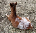 Loosa-Ranch Maximus poulin appaloosa miniature né au Loosa-Ranch en 2019