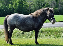 JR Wind Song, jument miniature Appalosa du Loosa Ranch