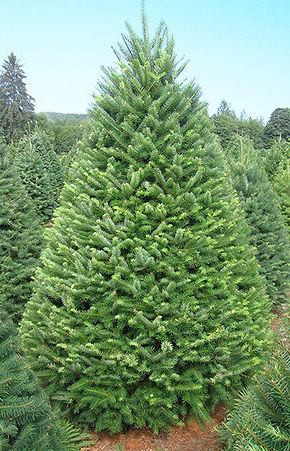 dougfir.jpeg