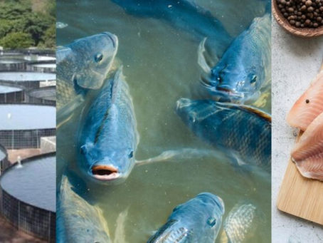 Aquecimento solar de água para criação de peixes