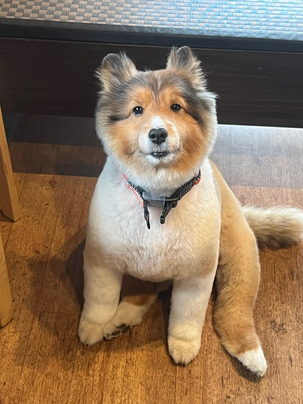 なごみからのお知らせ