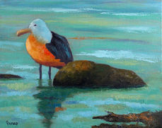 claire-fafard-goéland doré 16x20 huile sur toile  2018 - 280�.jpg