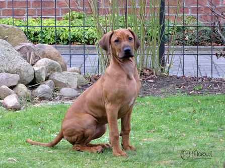 Happy birthday Morowi Gahiji Shari!