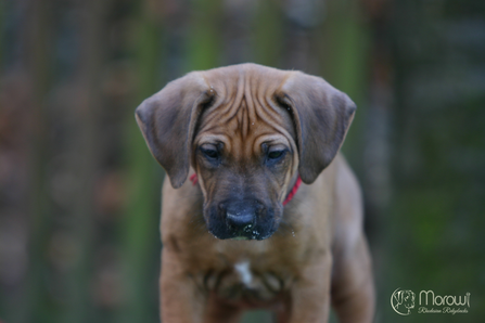 Happy birthday Morowi Hazina Gang!