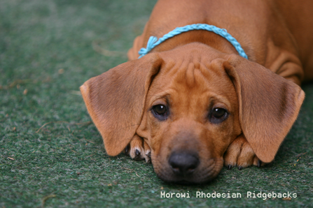 Happy birthday Morowi Ekundayo Gang!