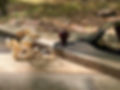 IMG_4251.jpeg