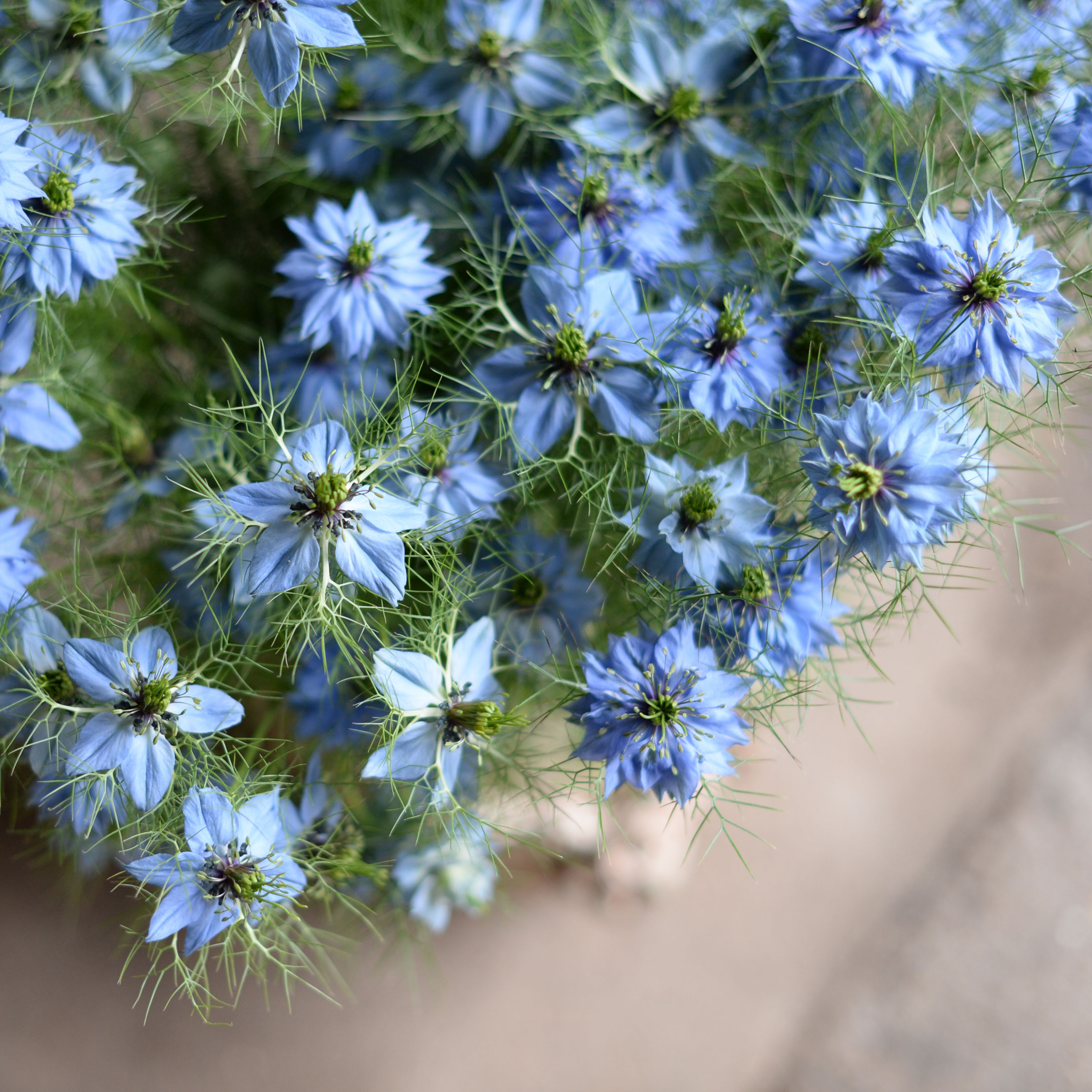 Nigella - Blue