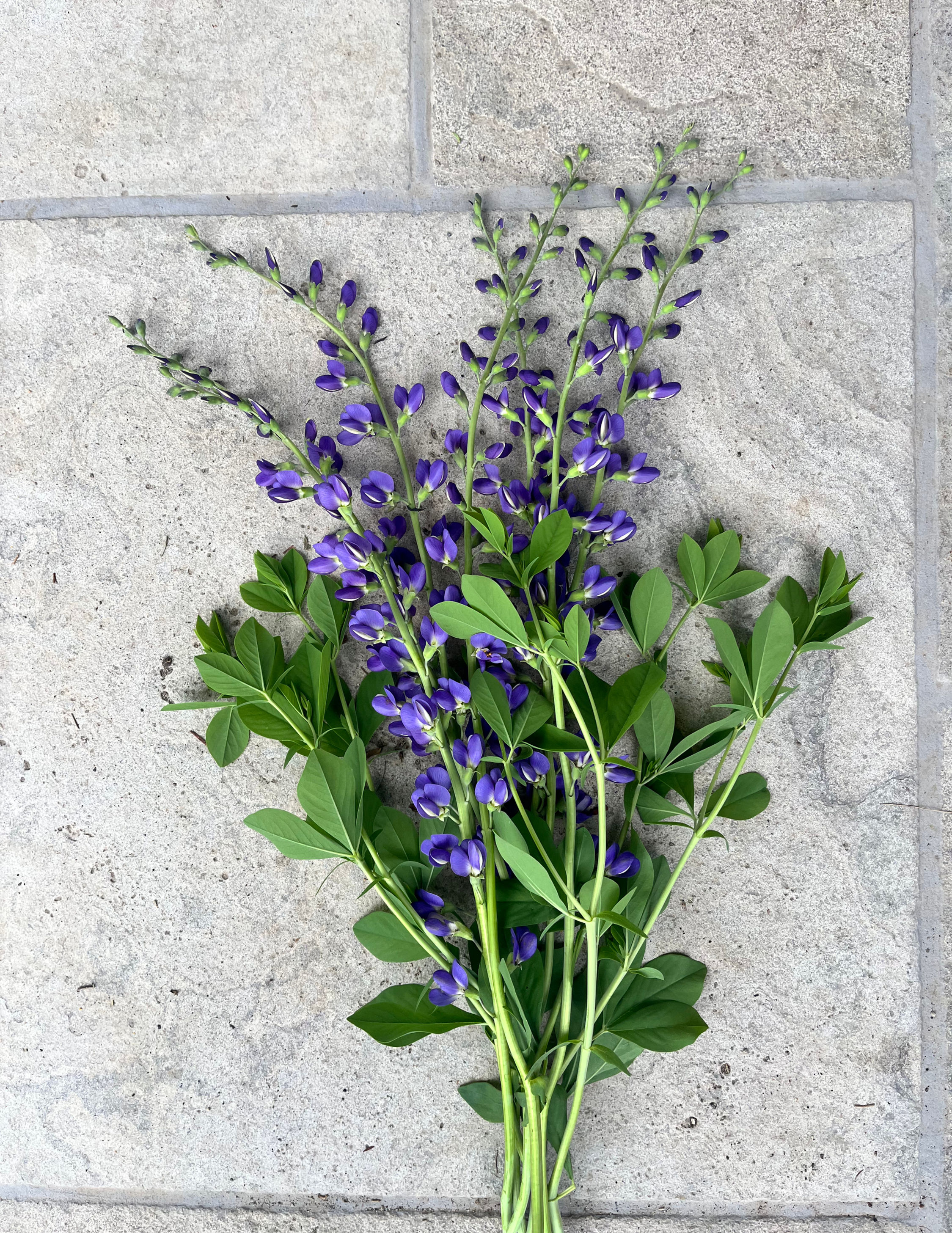 Baptisia australis
