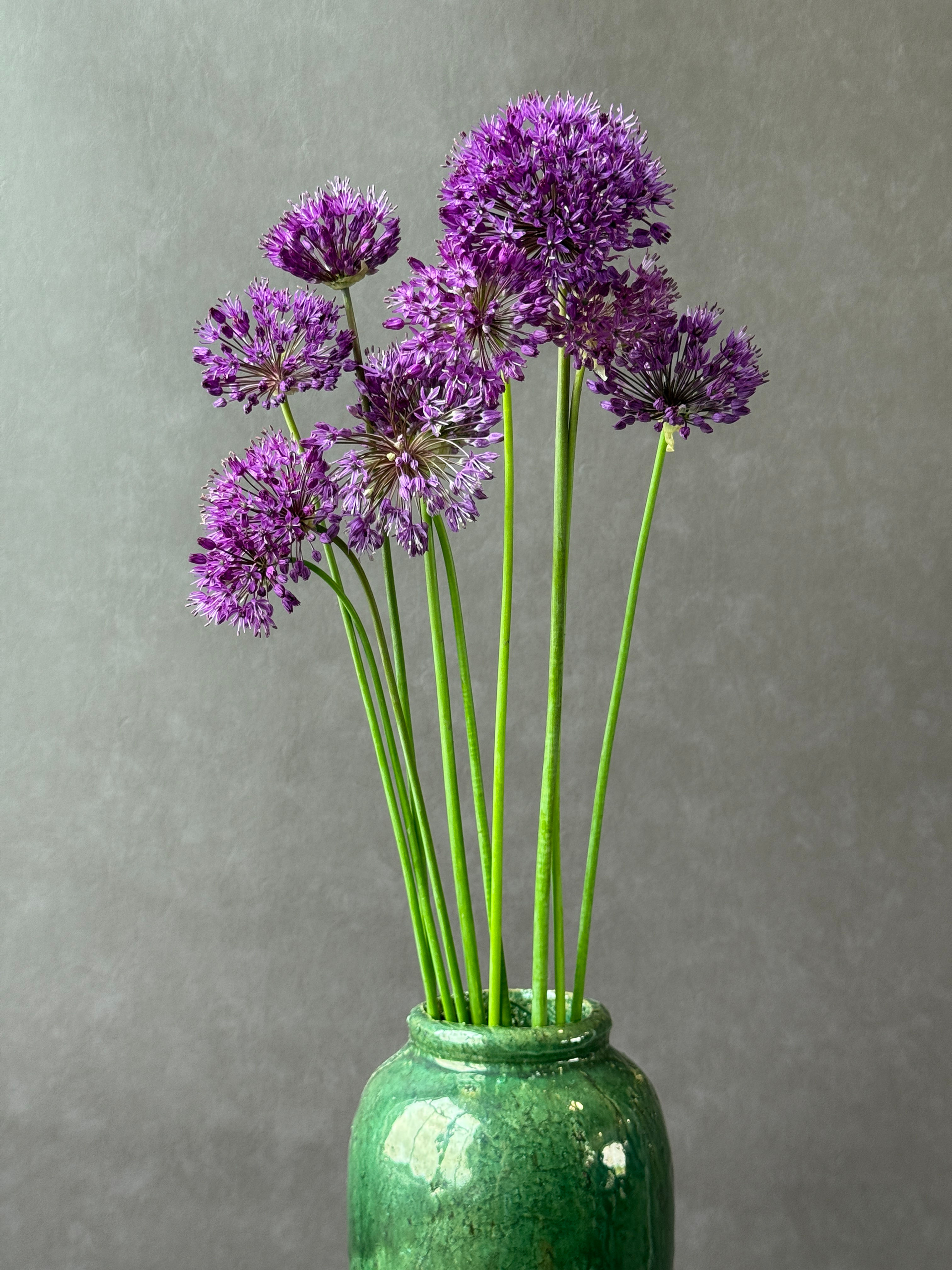 Allium Purple (tall)