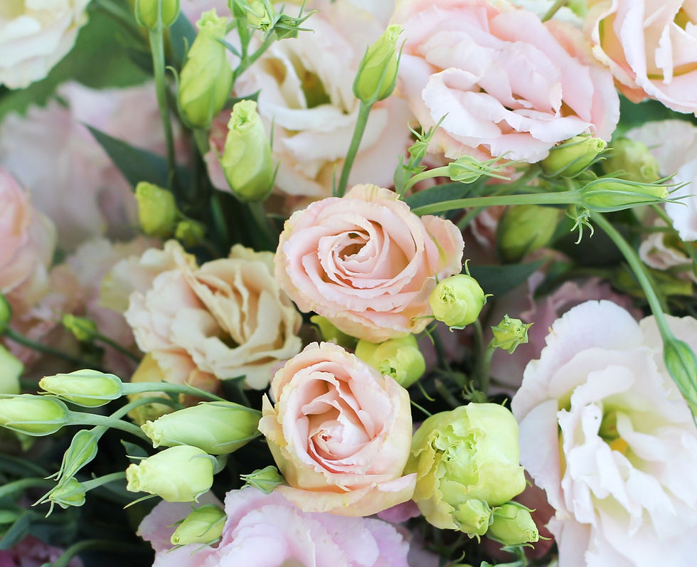 Thumbnail: Lisianthus - Echo Champagne/Pink (14")