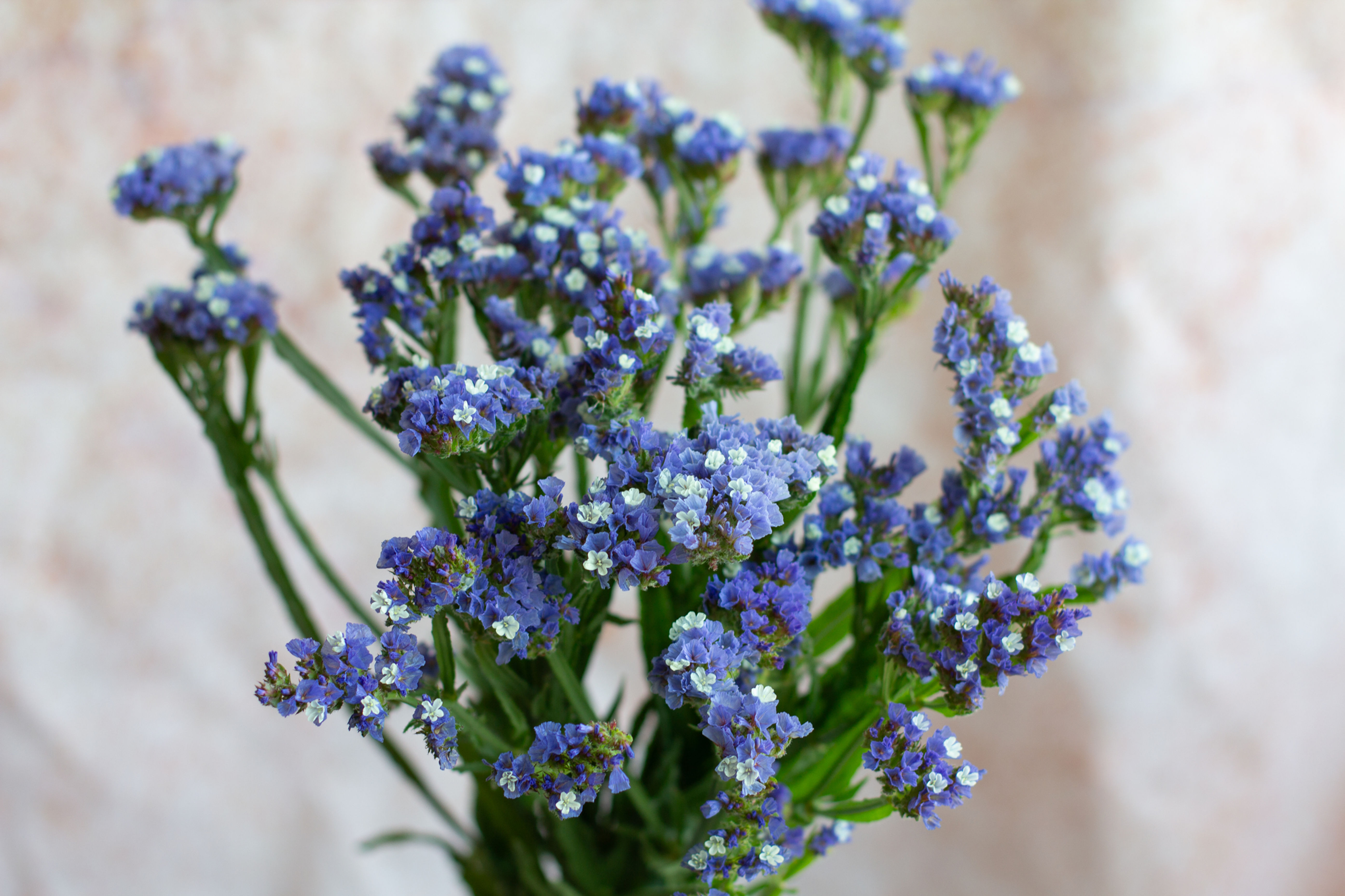 Statice - Periwinkle