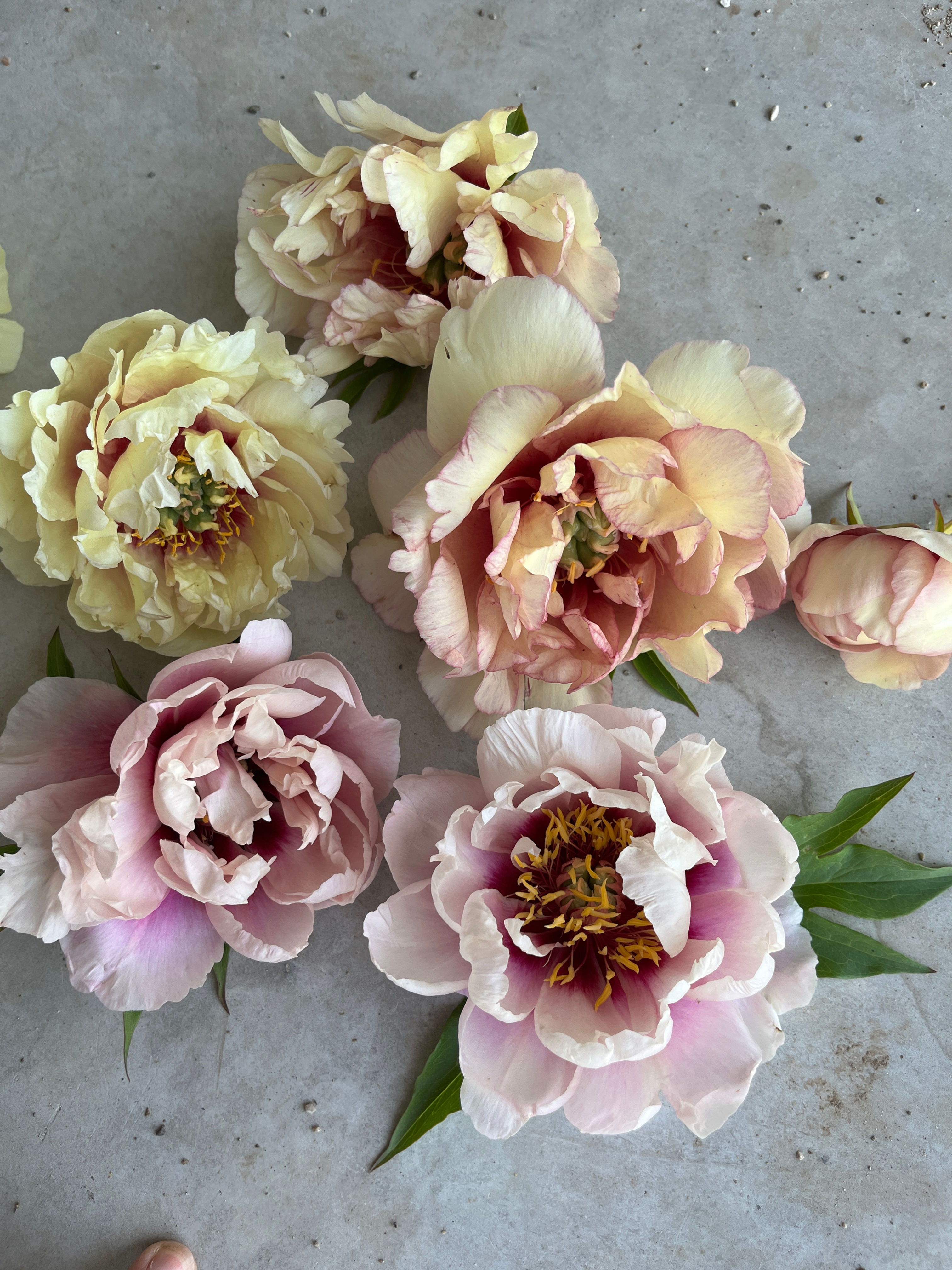 Itoh Peony - Mix (5 stems)