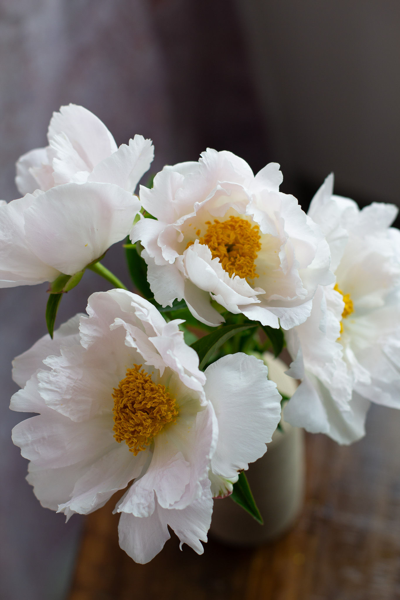 Peony 'Krinkled White'