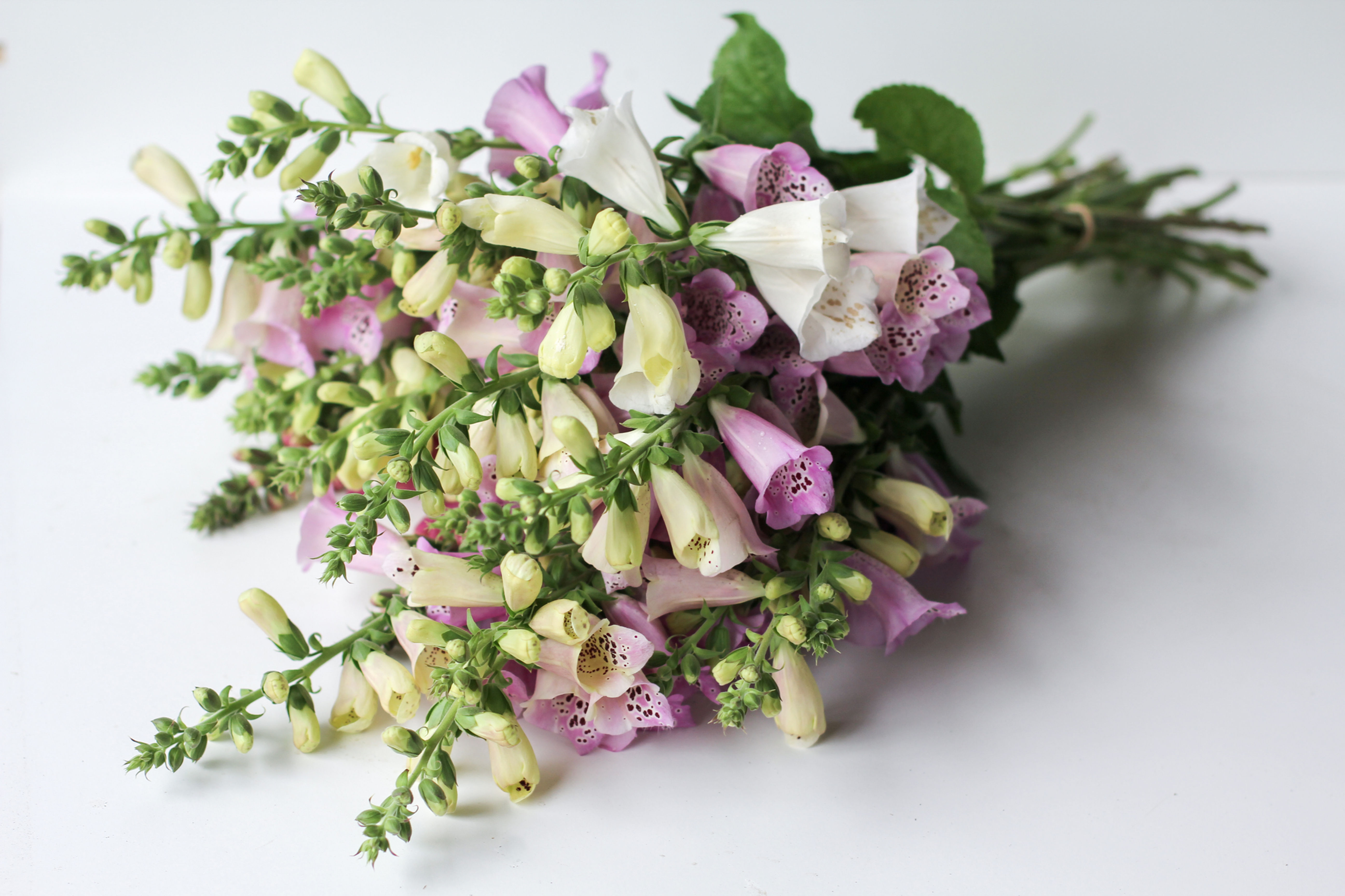 Foxglove Mix
