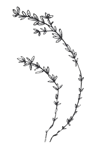 Herbs_ hand-drawn collection (1).png
