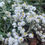 Thumbnail: Pearly Everlasting, Anaphalis margaritacea