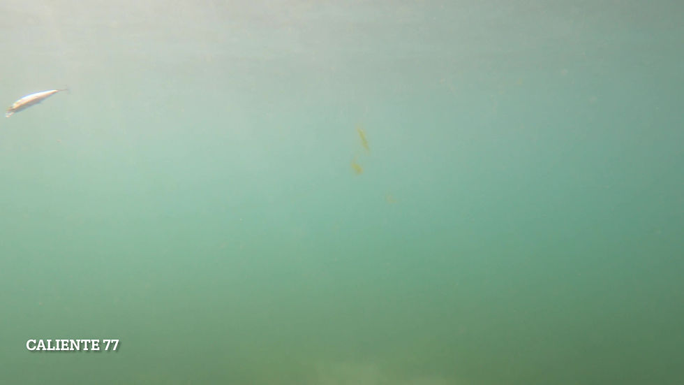 Thumbnail: Caliente Nacré 77SP - 8.3gr