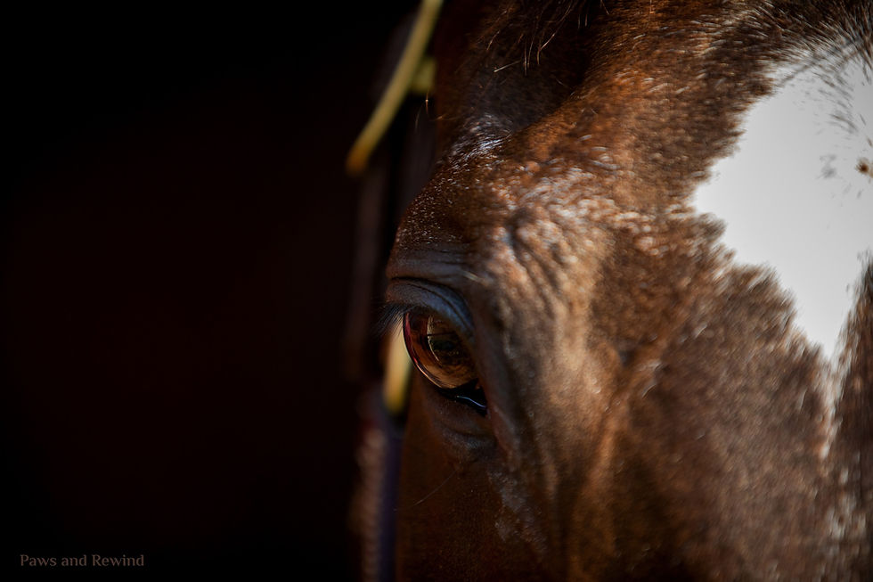 Equine Vision--Learn to See Through Your Horse's Eyes
