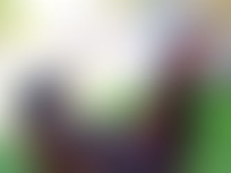 Brasil exporta primeira remessa de genética de aves para Angola