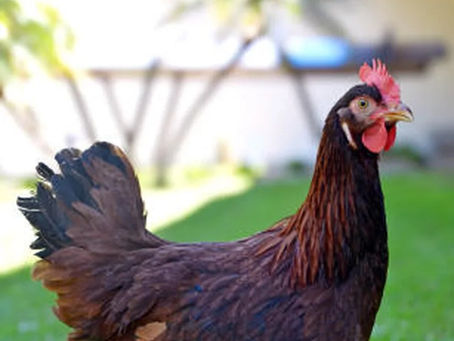 Brasil exporta primeira remessa de genética de aves para Angola