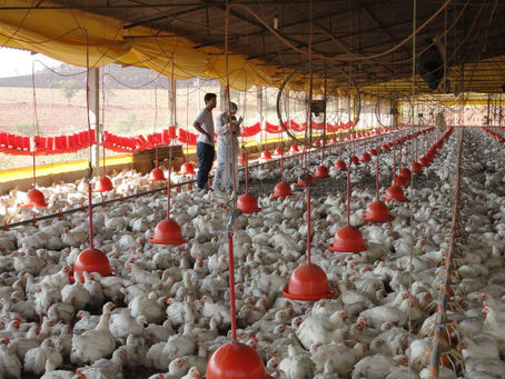 A IMPORTÂNCIA DA BIOSSEGURIDADE NA PRODUÇÃO ANIMAL