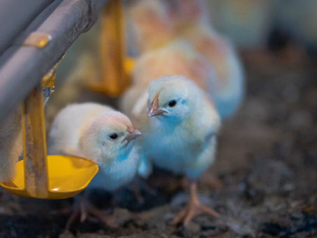 Atenção ao aquecimento é essencial para o sucesso da avicultura, especialmente na fase inicial