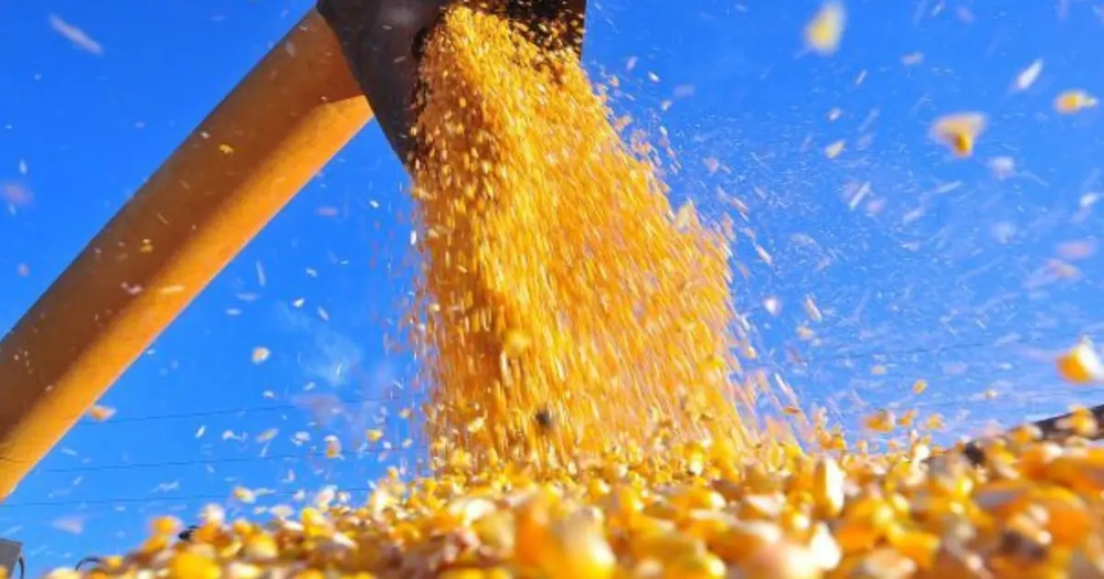 Milho recua em fevereiro, enquanto riscos climáticos ganham força no mercado