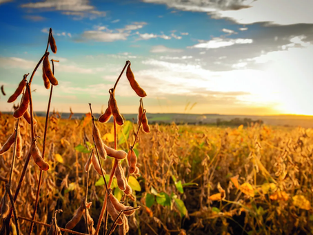 La Niña deve impactar safra 2025/26 no Brasil