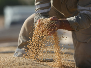 Disparada da soja surpreende mercado global