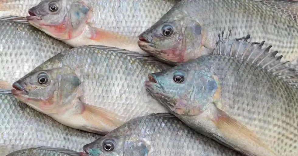 Acordo Mercosul–UE amplia perspectivas para tilápia e peixes nativos no Brasil