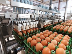 Brasil bate recorde e mais que dobra exportações de ovos em 2025