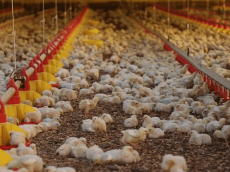 ABPA espera que exportação se normalize após notificação de fim de foco da doença