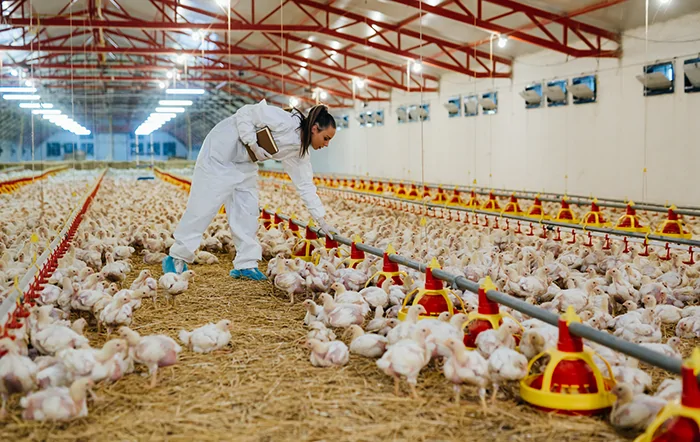 O que o frango come? Como a nutrição influencia a produção da carne mais consumida pelos brasileiros