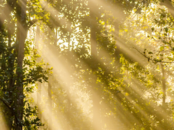 Golden rays of sunlight filtering through a forest, symbolizing unseen clarity, presence, and spiritual light.