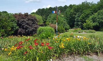 daylillies.jpg