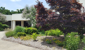 native plant.jpg