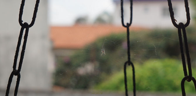 Dona Aranha