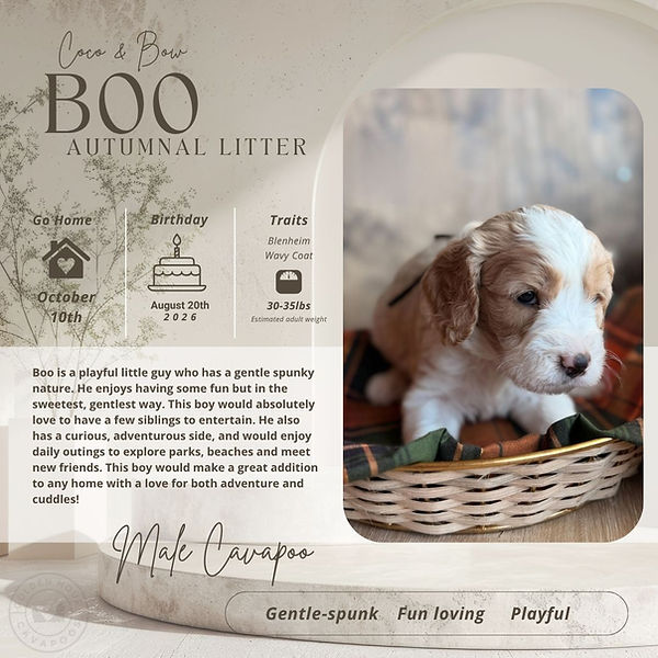 Autumnal Litter Personality Reports.jpg