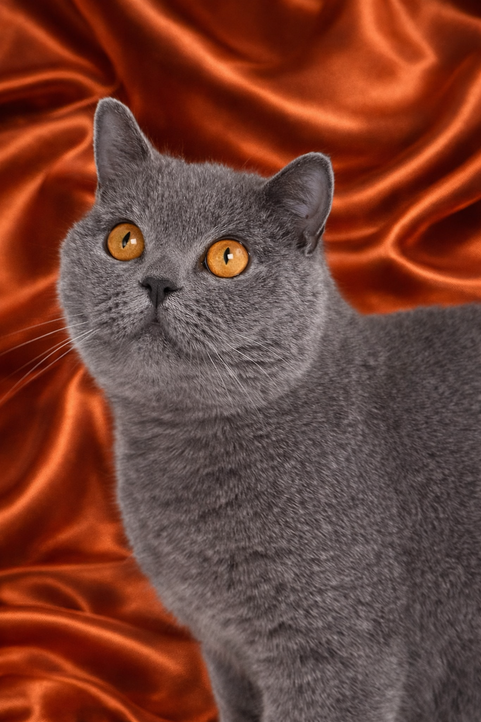 Gimme Sum Sugar - satin.png