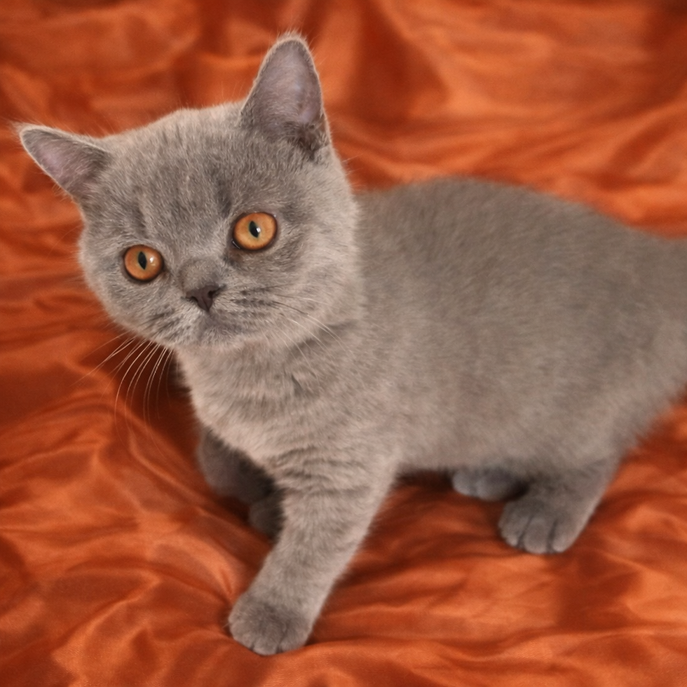 Blue female Burnt Orange Satin.png