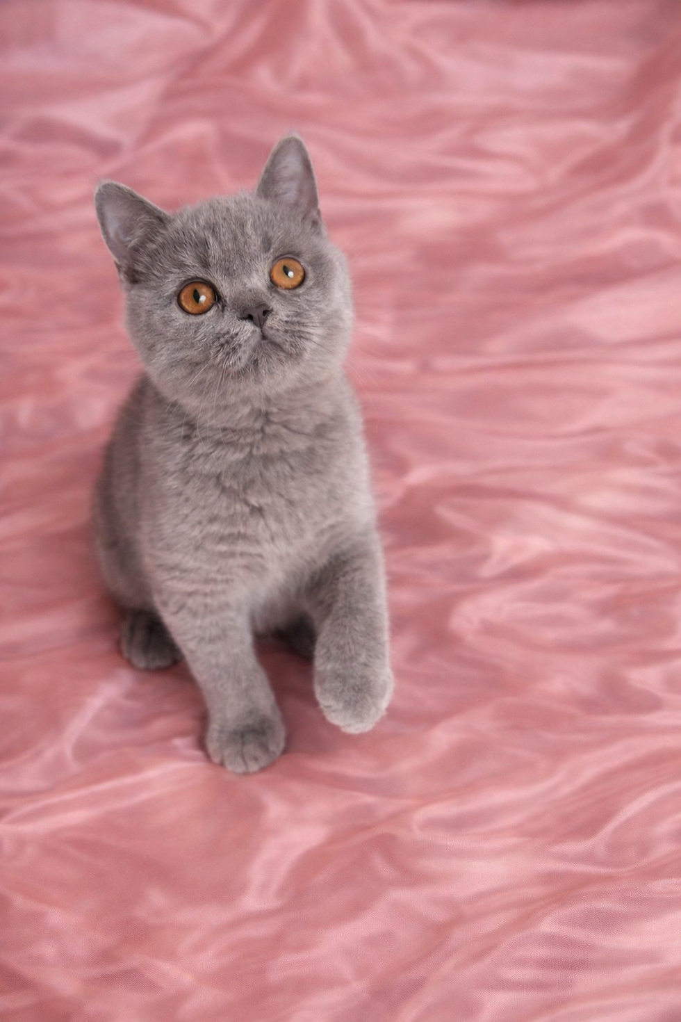 Blue Female Pink Satin.png